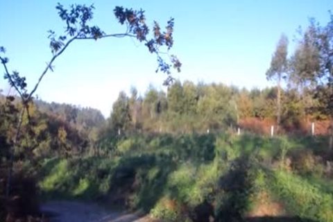 Ritorno In Camporella In Grande Stile Per Il Nostro Amico Portoghese Che Cosparge Le Stradine Di Campagna Con La Sua Calda Sborra Per La Gioia Dei Vostri Palati