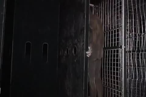 DP In The Sexclub