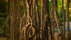 Men: Jungle Lust: Unleashed Passion in the Wild